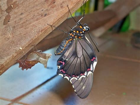 o que é borboleta paraguaia - o resultado do botafogo